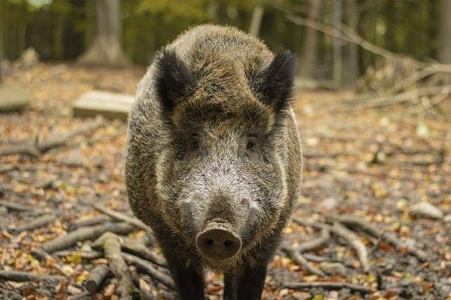 Aggredito da un cinghiale a Cetraro, morto 60enne: aveva messo una trappola