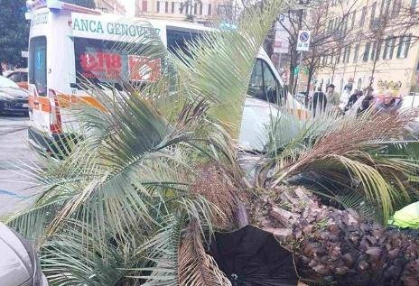 Donna morta schiacciata da palma, Procura di Genova indaga su segnalazioni albero pericolante