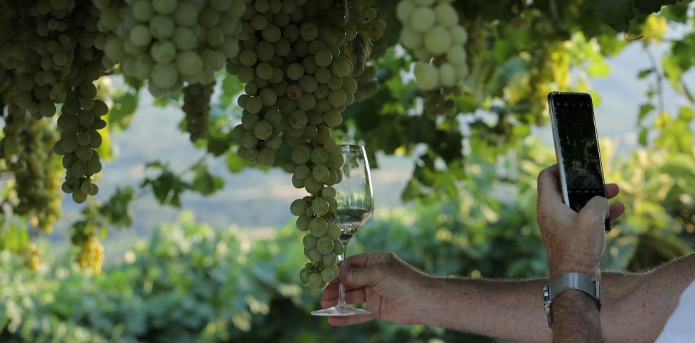 Benevento, il Sannio Consorzio Tutela Vini riparte con nuovi corsi della Sannio Wines Academy – NTR24.TV