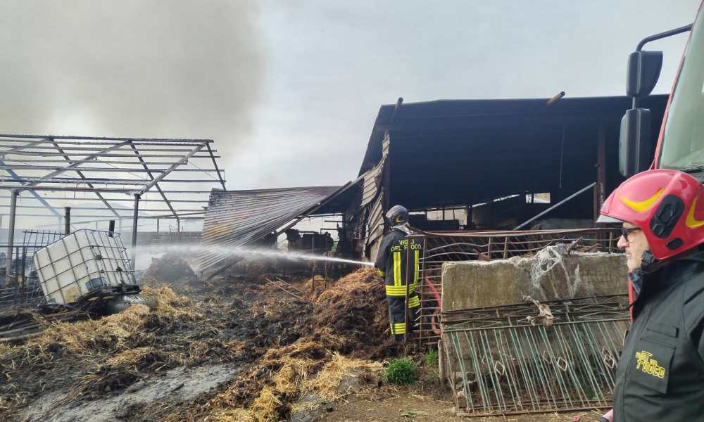 Airola, maxi incendio in un’azienda agricola: danni ingenti e animali morti – NTR24.TV