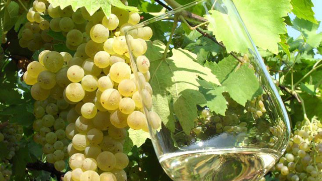 Dazi e vino, timore per le aree interne: mercato USA vale oltre il 30% dell’export – NTR24.TV