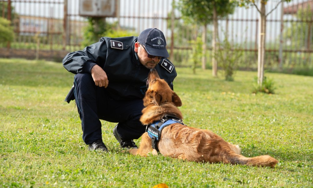 Addio Barry, il cane antidroga dei cinofili di Benevento premiato dalla Commissione Anticamorra e Beni Confiscati – NTR24.TV