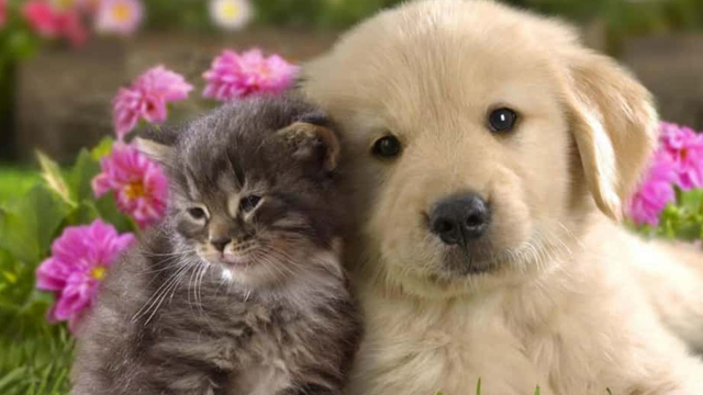Scegliere l’adozione per regalare una vita più gioiosa a tantissimi animali – NTR24.TV