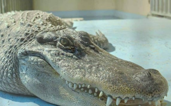 Benevento, la mostra di animali in camper non ci farà. Revocata autorizzazione per evitare proteste e distorta informazione – NTR24.TV