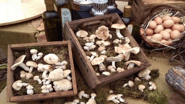 A Buonalbergo formazione per il conseguimento dei tesserini per la raccolta dei funghi epigei spontanei commestibili – NTR24.TV