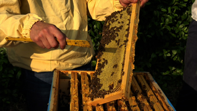 ‘Mielerie Aperte’: da Agricola Sannio il gusto della natura si racconta tra profumi, tradizione e passione per le api – NTR24.TV