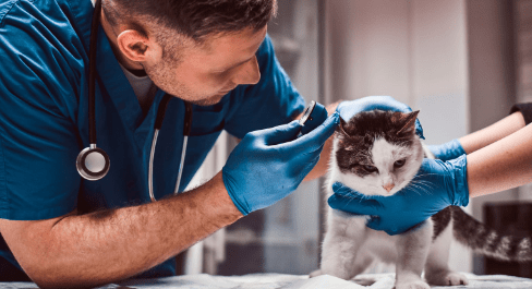 Ordine dei Medici Veterinari di Benevento: approvato il bilancio e presentato un progetto per la Giornata della Colletta Alimentare – NTR24.TV