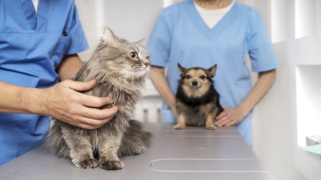 Ceppaloni, approvato contratto preliminare per la nascita del primo ospedale veterinario nel Sannio – NTR24.TV