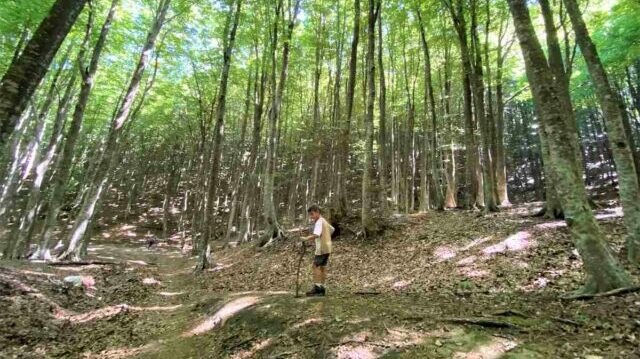 Pannarano, terapia forestale nell’Oasi WWF: un progetto tra natura e scienza – NTR24.TV