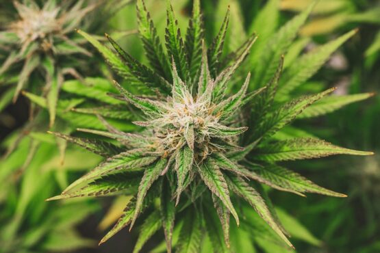 Cannabis e calcio: un accostamento che ancora crea dubbi