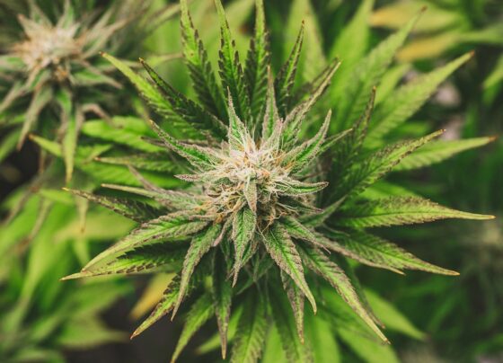 Cannabis e calcio: un accostamento che ancora crea dubbi