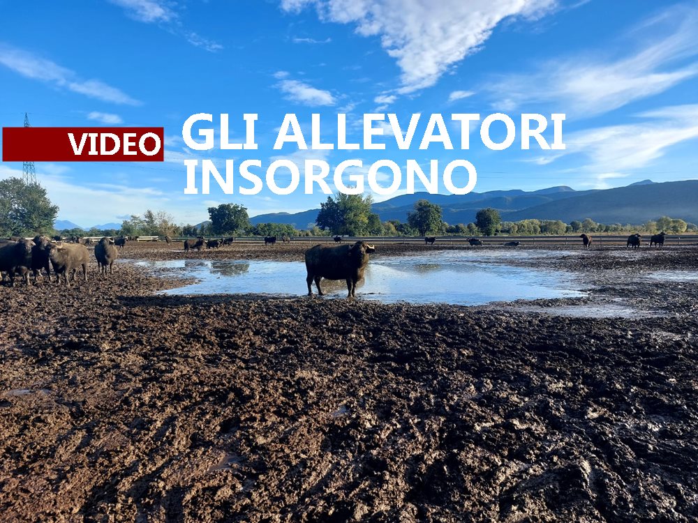 VIDEO| DIETRO LA NOTIZIA, CASERTASERA ACCENDE I RIFLETTORI SULLA CRISI DEGLI ALLEVATORI ITALIANI