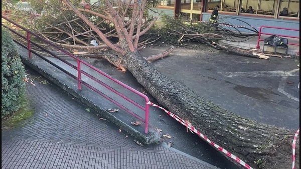 Albero crollato all’Unisa: tre persone a giudizio dopo l’incidente di Fisciano